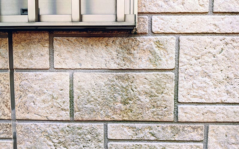 カビや藻が生えている